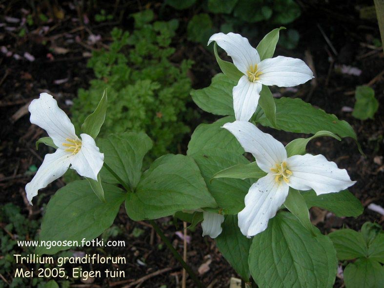 Trillium grandiflorum