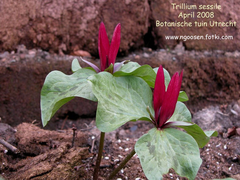 Trillium sessile