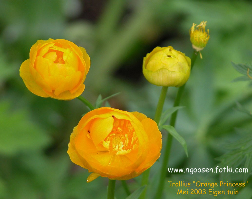 Trollius 'Orange Princess'