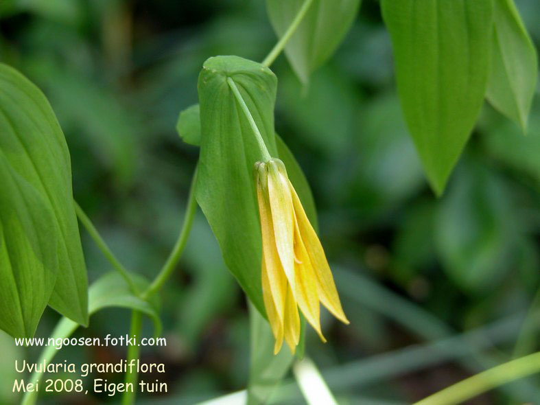 Uvularia grandiflora