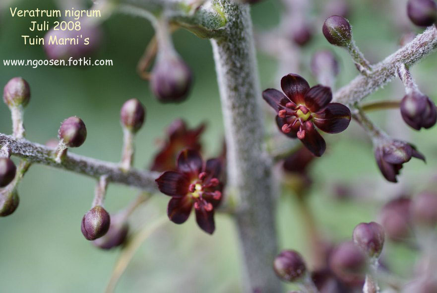 Veratrum nigrum