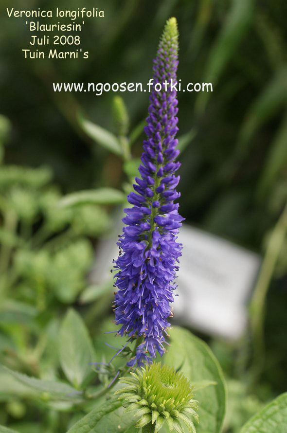 Veronica longifolia 'Blauriesin'