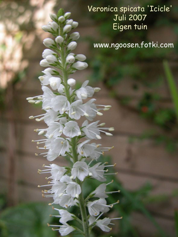 Veronica spicata 'Icicle'