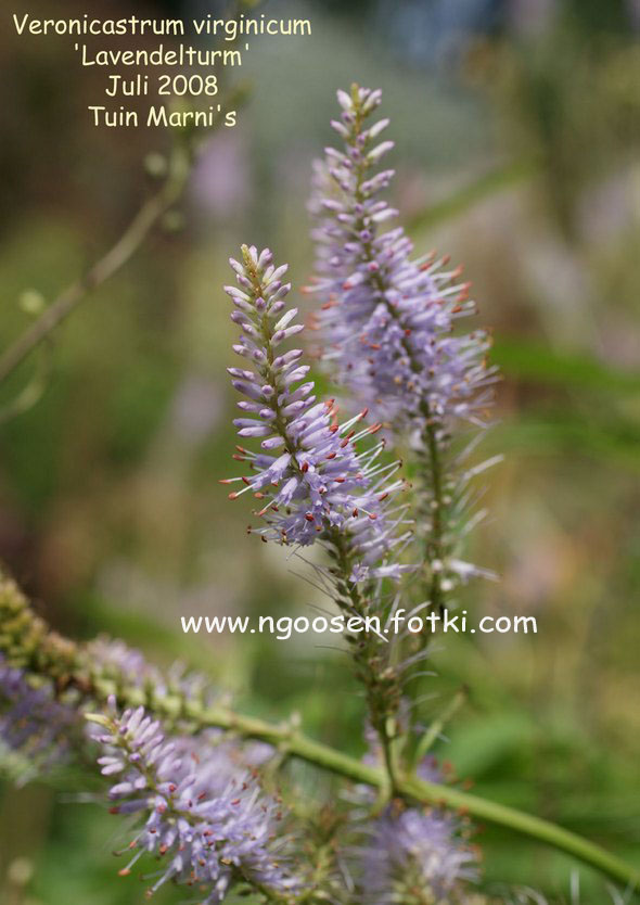 Veronicastrum virginicum 'Lavendelturm'