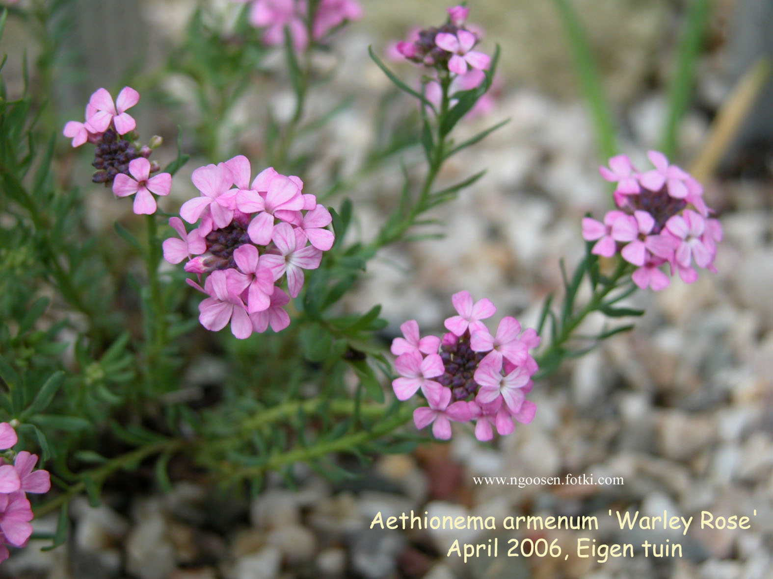 Aethionema armenum 'Warley Rose'