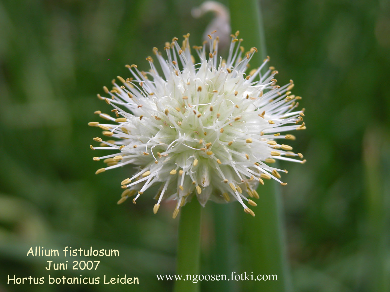Allium fistulosum