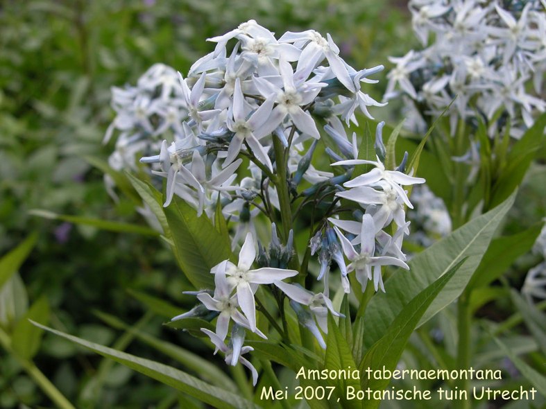 Amsonia tabernaemontana