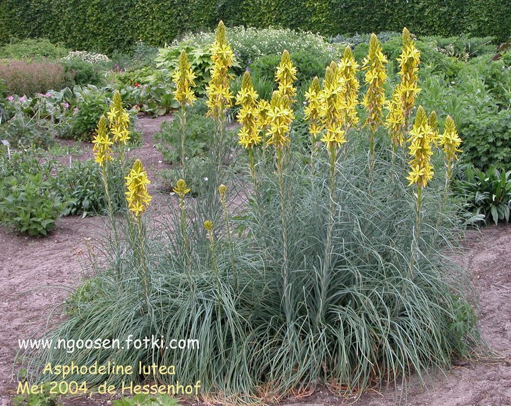 Asphodeline lutea