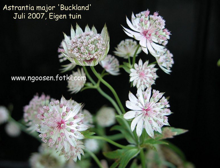 Astrantia 'Buckland'