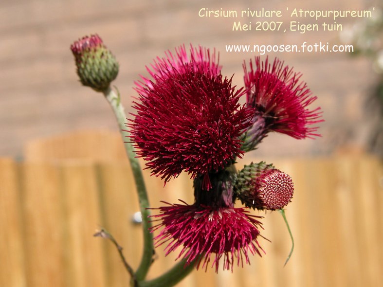 Cirsium rivulare 'Atropurpureum'