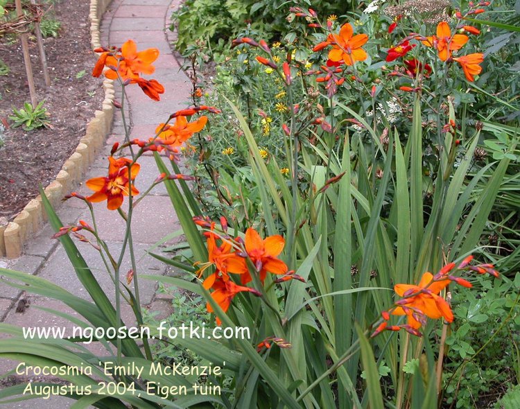 Crocosmia 'Emily McKenzie'