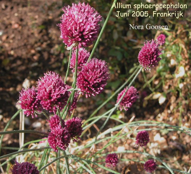 Allium sphaerocephalon