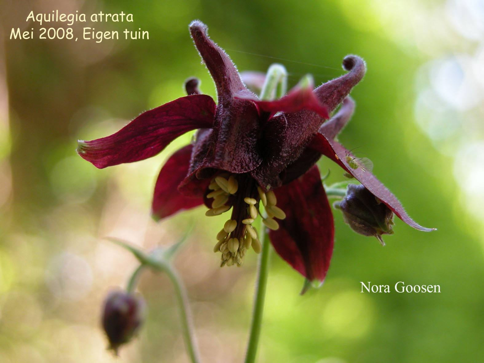 Aquilegia atrata