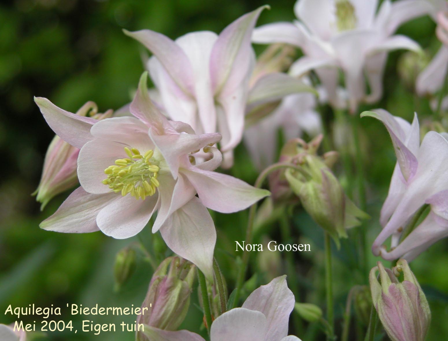 Aquilegia 'Biedermeier'