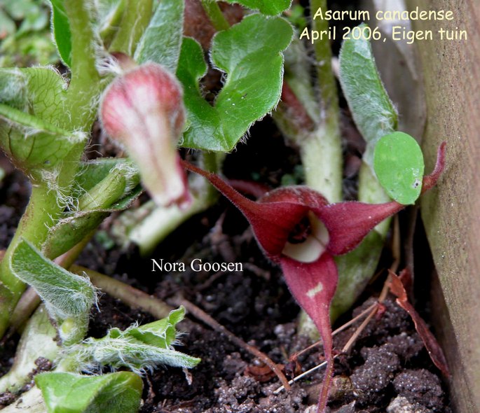 Asarum canadense