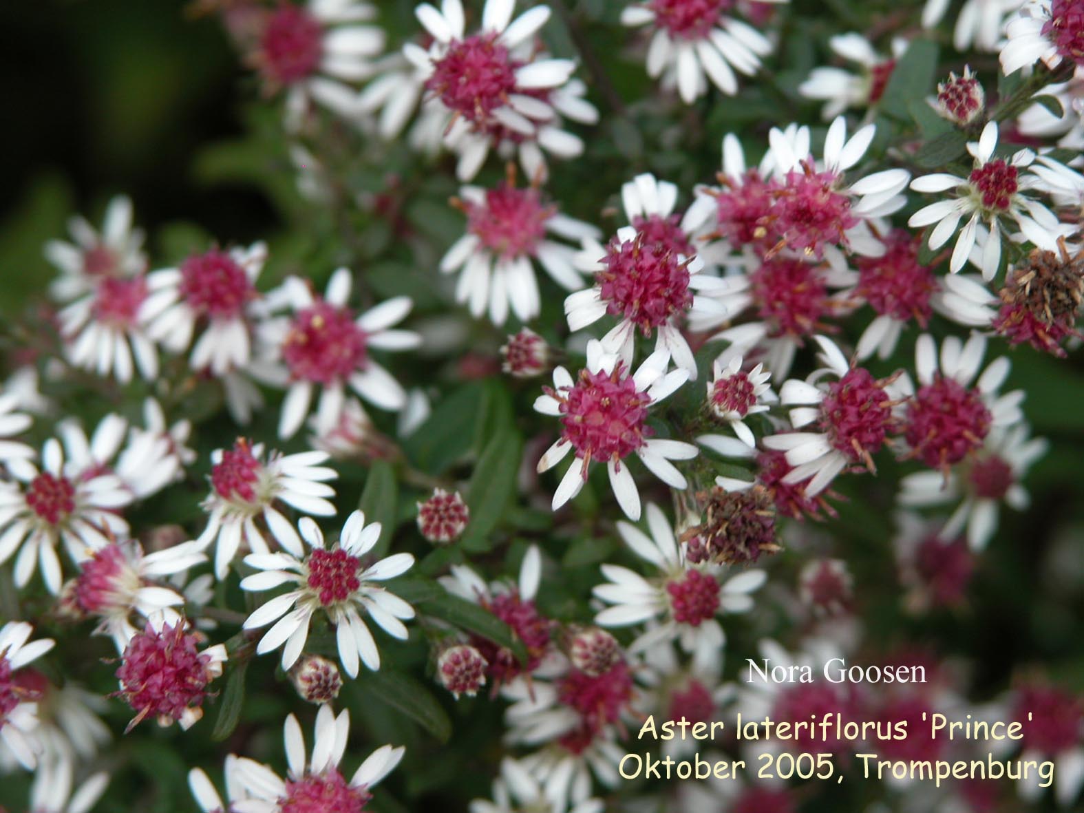 Aster lateriflorus 'Prince'