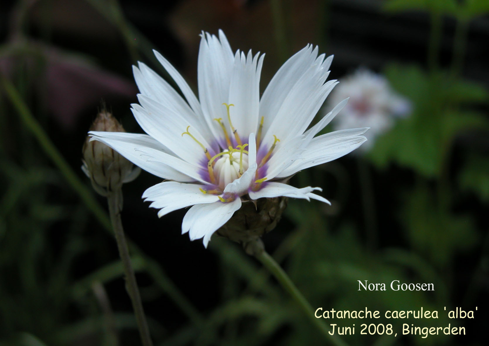 Catananche caerulea 'Alba'