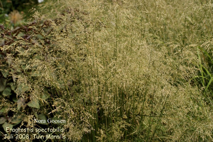 Eragrostis spectabilis (87758)