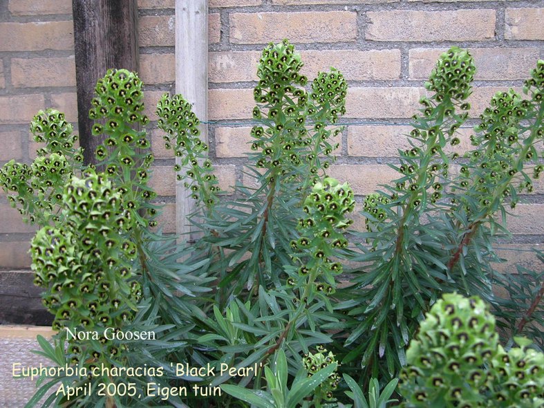 Euphorbia characias 'Black Pearl'