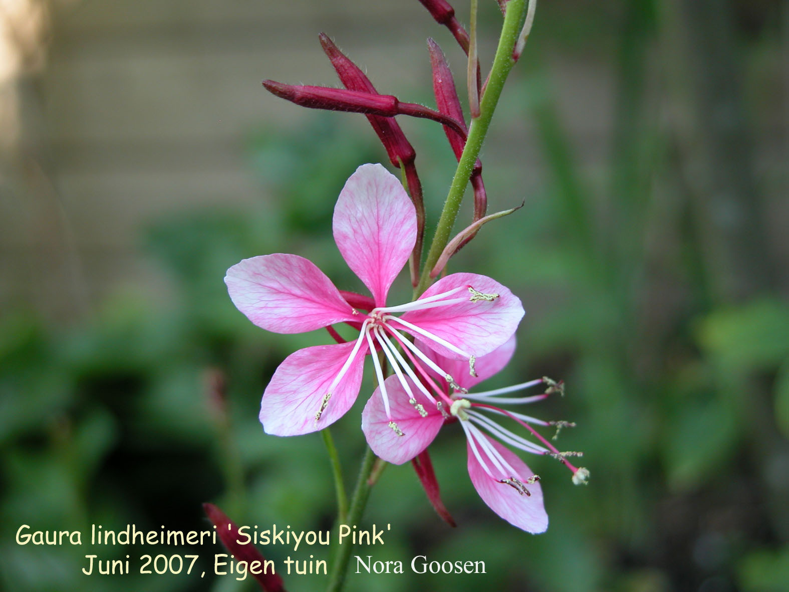 Gaura lindheimeri 'Siskiyou Pink'