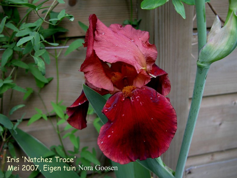 Iris germanica 'Natchez Trace'