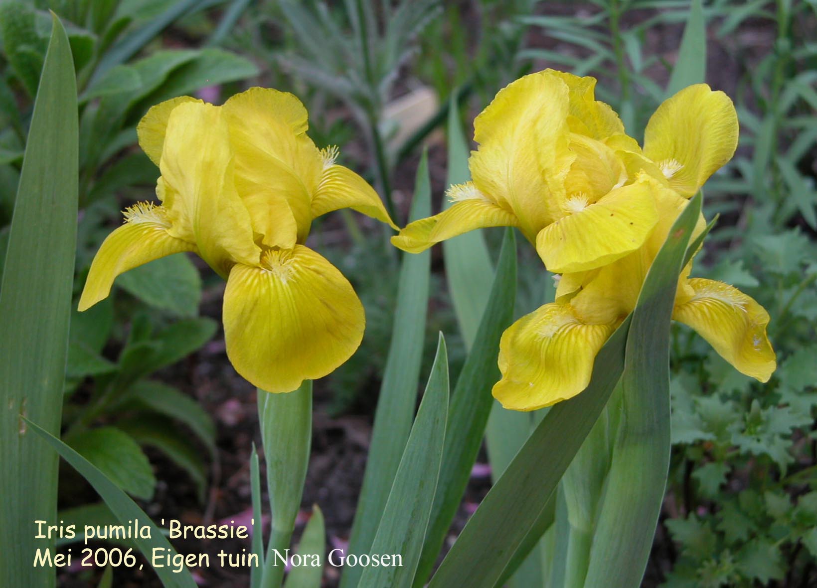 Iris 'Brassie'