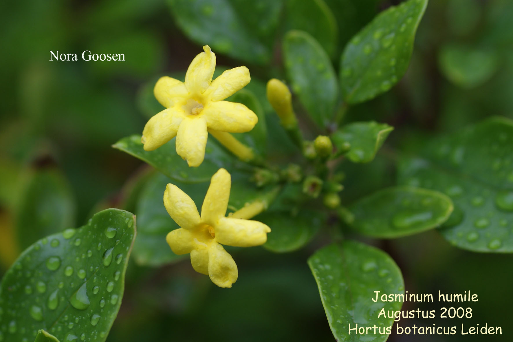 Jasminum humile