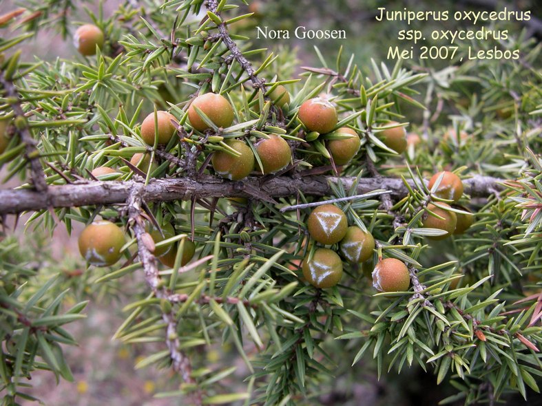 Juniperus oxycedrus