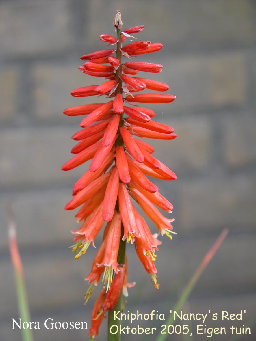 Kniphofia 'Nancy's Red'