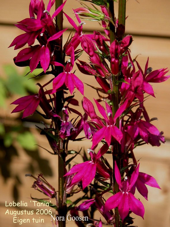 Lobelia 'Tania'