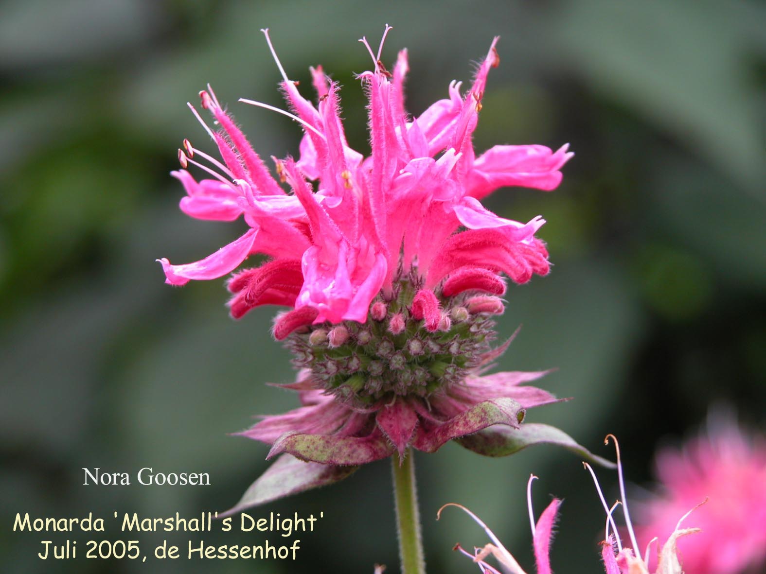 Monarda 'Marshall's Delight'