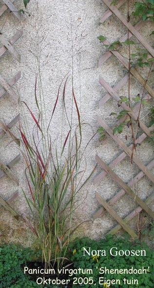 Panicum virgatum 'Shenandoah'