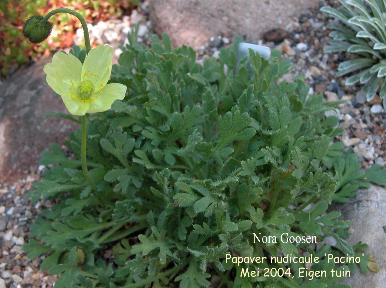 Papaver nudicaule 'Pacino'