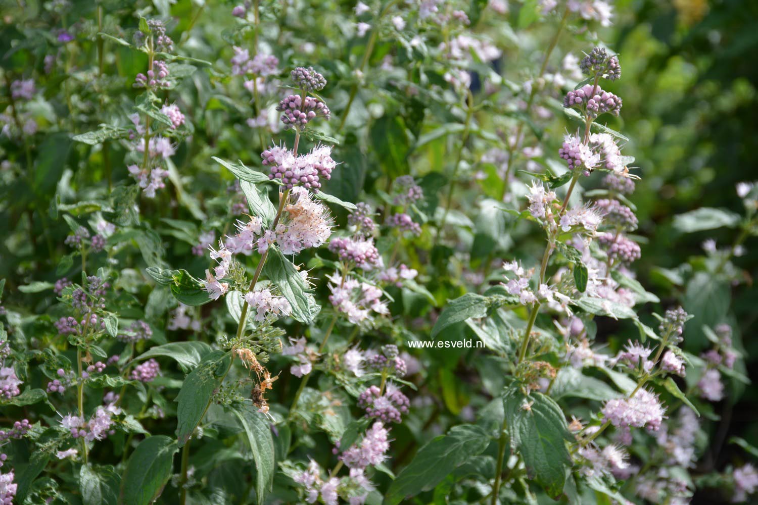 Plantentuin Esveld