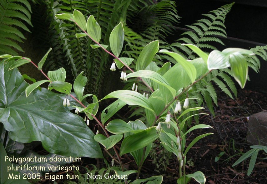 Polygonatum odoratum