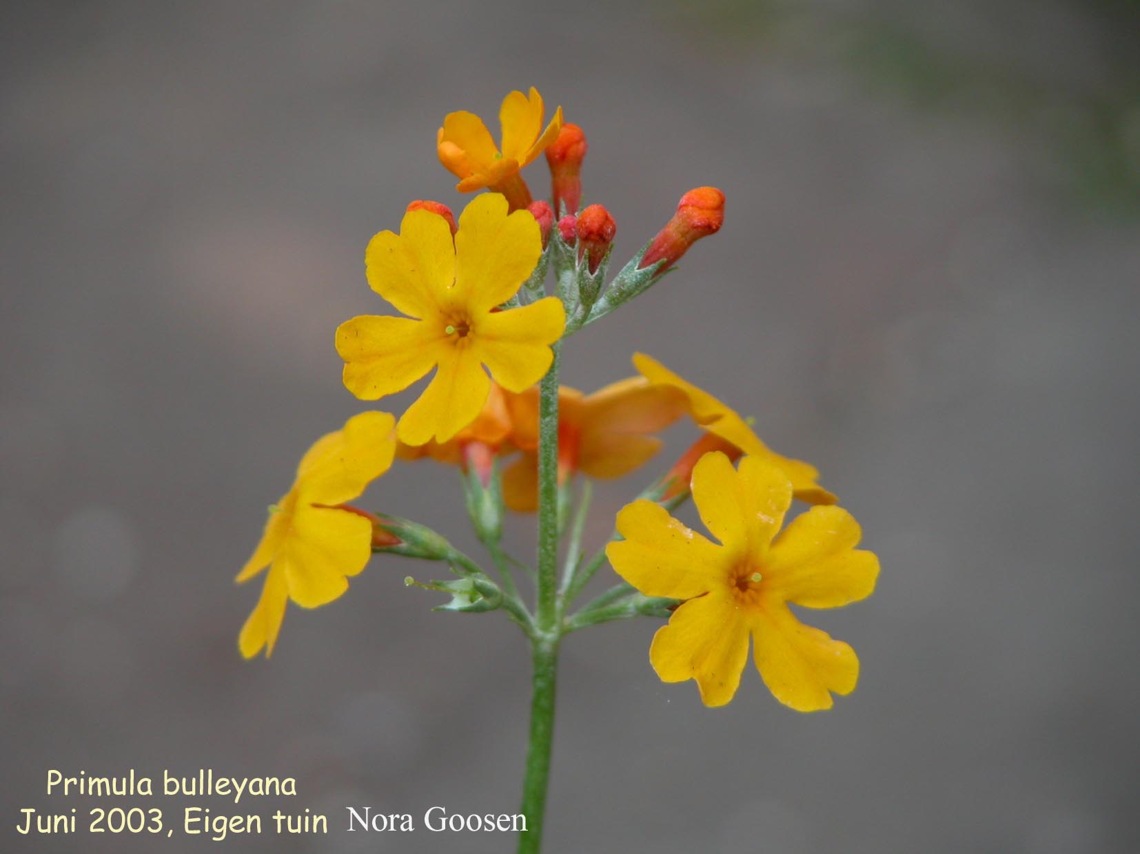 Primula bulleyana