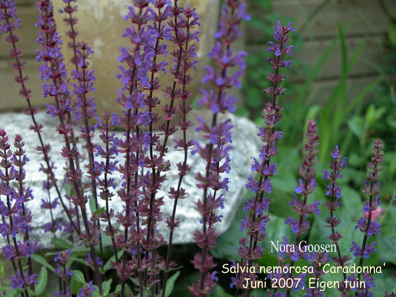 Salvia nemorosa 'Caradonna'