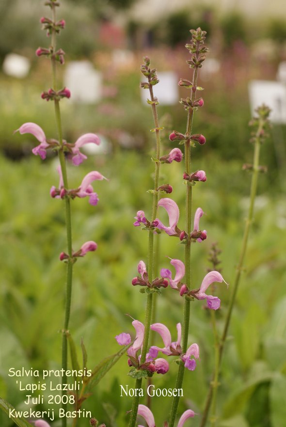 Salvia pratensis 'Lapis Lazuli'