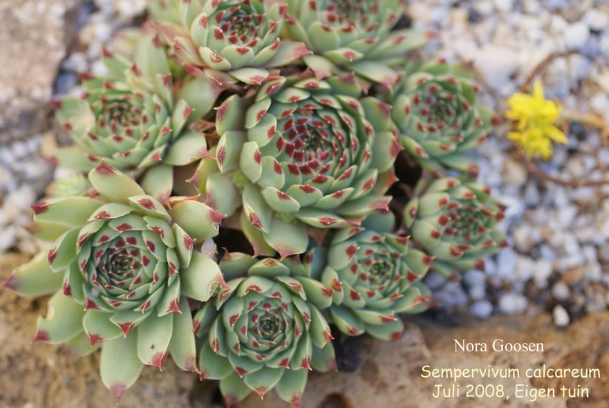 Sempervivum calcareum