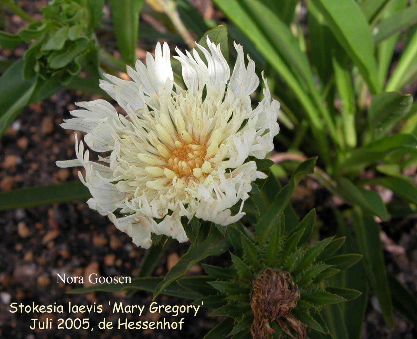 Stokesia laevis 'Mary Gregory'