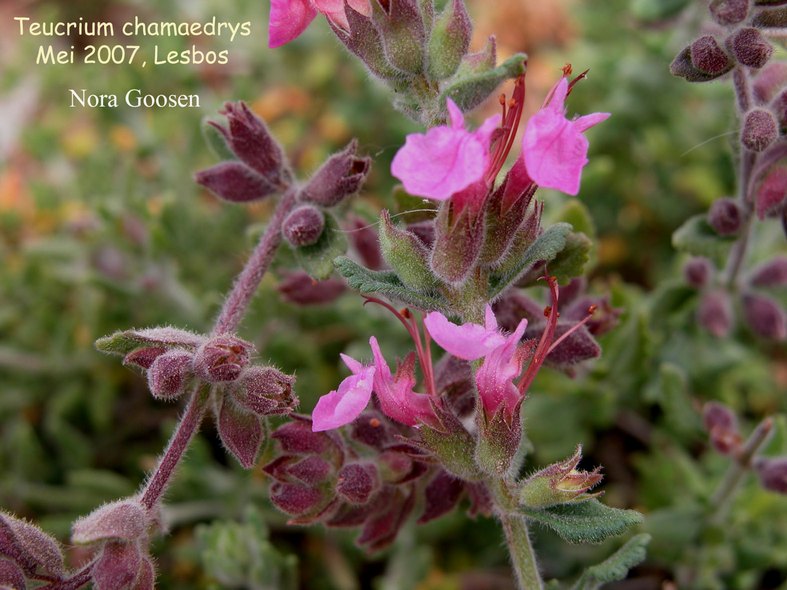 Teucrium chamaedrys