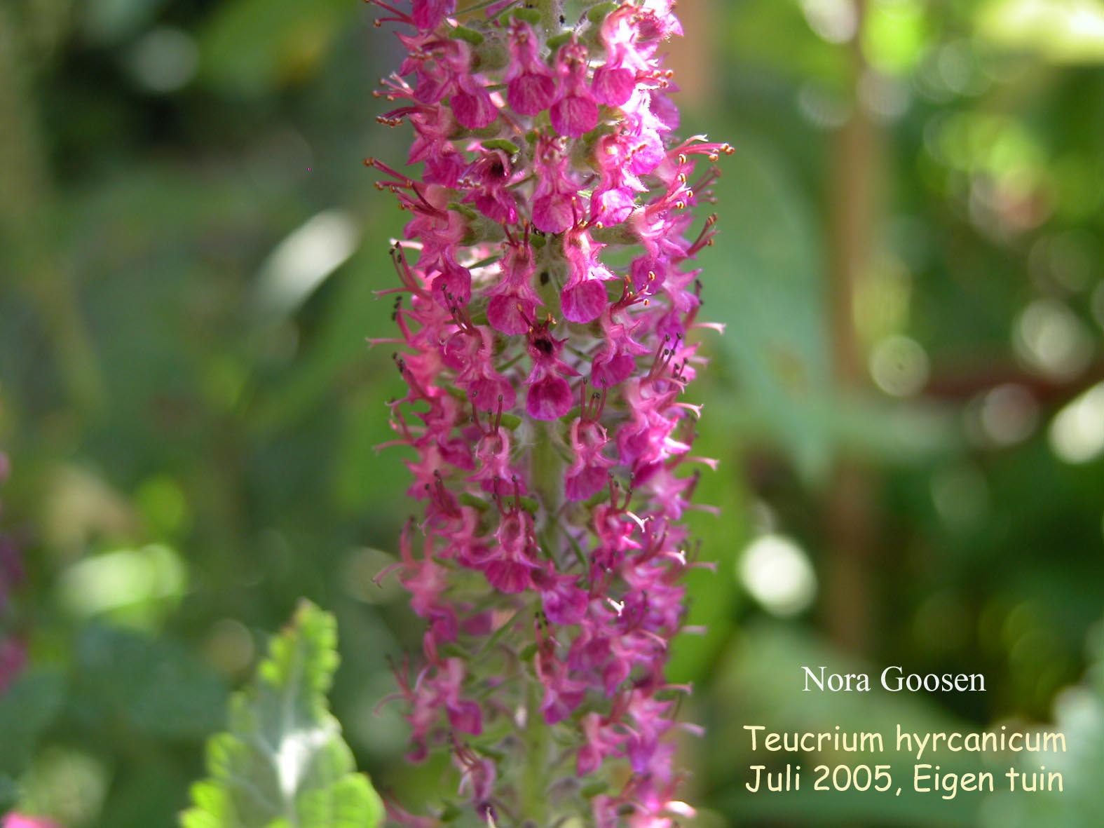 Teucrium hyrcanicum