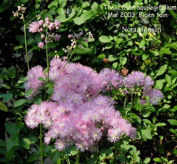 Thalictrum aquilegifolium