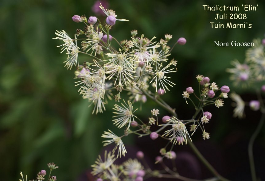 Thalictrum 'Elin'