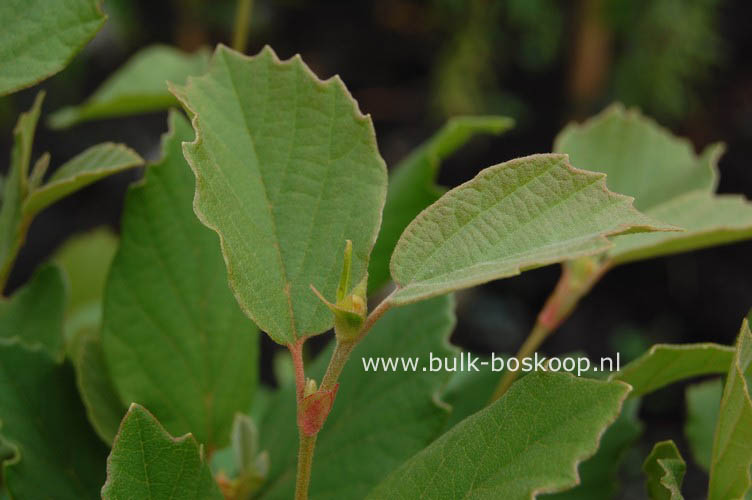 Fothergilla gardenii 'Brian Upchurch'