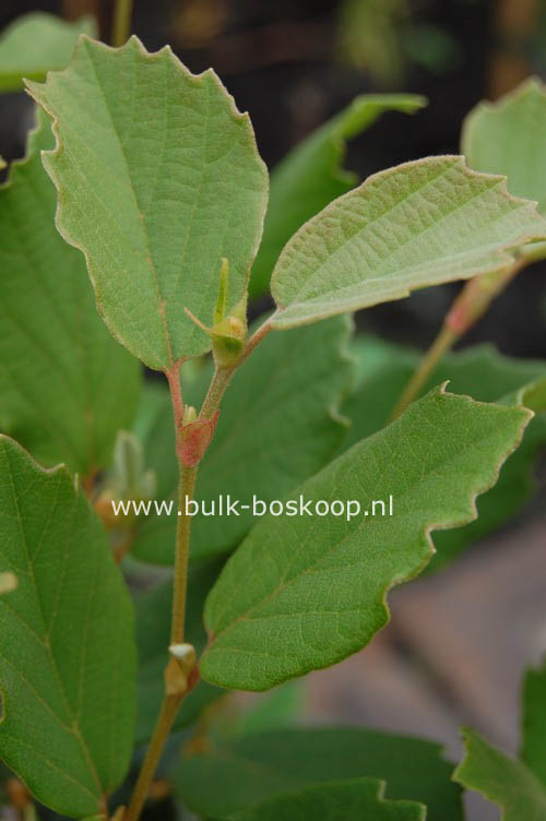 Fothergilla gardenii 'Brian Upchurch'