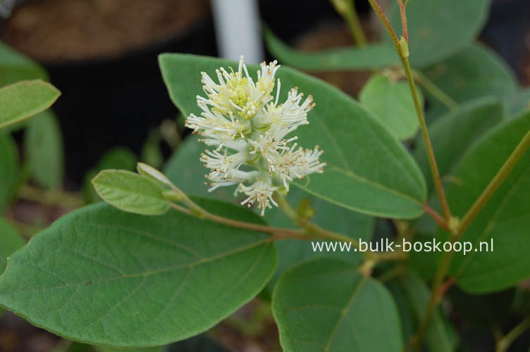 Fothergilla gardenii 'Zundert'