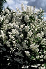 Deutzia crenata 'Pride of Rochester'