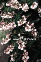 Deutzia scabra 'Plena'