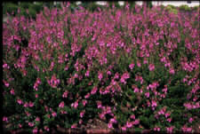 Daboecia cantabrica 'Atropurpurea' (88007)